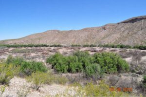 20 acres of dense saltcedar were removed by excavators in spring 2012