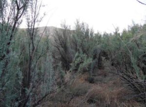 Saltcedar stands along the river, before treatment, summer 2011