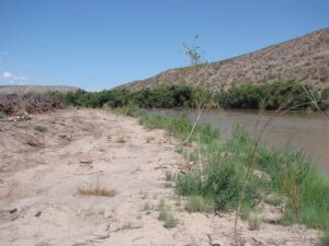 Pole plantings along the riparian zone, August 2012