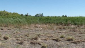 Native willows returning to the floodplain after mowing activities were ceased in 2010, May 2011