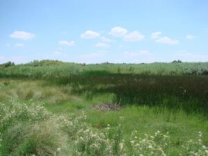 Native vegetation and willows (including a wide variety of native grasses and bulrush) returning to the riparian zone, August 2012