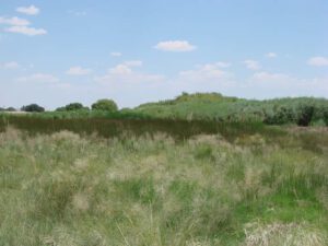 Native saltgrass and sacaton grasses replacing the treated saltcedar near the river bank, August 2012