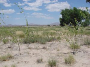 Cottonwood plantings on Crow Canyon A, August 2012