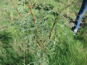 Honey mesquite amid native saltgrass, August 2012