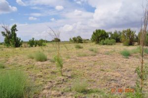 Black willow pole plantings, July 2012