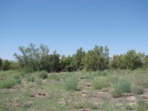 "Green Zone" along the bank, August 2012