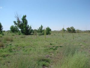 Leasburg Lateral restoration site with pole plantings, mostly black willows, August 2012