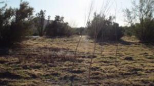 Leasburg Lateral restoration site with pole plantings, May 2012