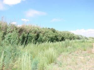 Young native willows returning to the riparian zone, July 2012