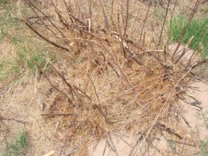 Treated saltcedar, with native saltcedar starting to grow around it, July 2012