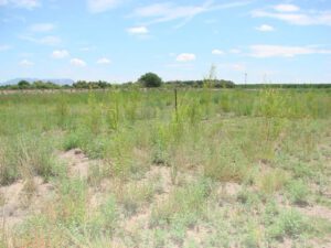 Willow pole plantings and treated saltcedar, July 2012