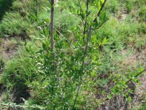 New Mexico Olive tree springing up amid native saltgrass, August 2012