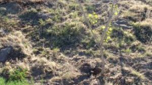 Pole plantings of native trees budding in spring 2012