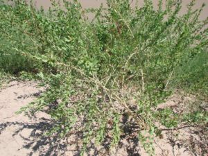 Native wolfberry growing along water's edge, September 2012