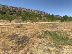 Broad Canyon Arroyo trees planted along arroyo, June 2021