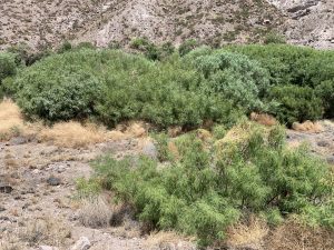 Broad Canyon riparian terrace near Well 1, June 2021