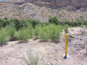 Broad Canyon well and willows, May 2014