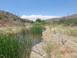 Early plantings along BCA, June 2017