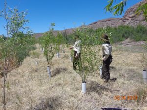 Gooddings willow plantings along BCA, May 2019