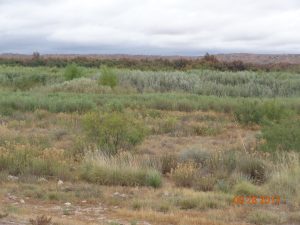 Crow Canyon B willows thriving along bank, September 2017