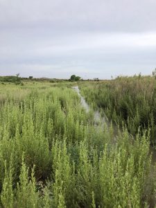 Crow Canyon B irrigation, August 2019