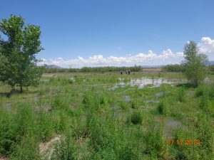 Irrigation of second cell