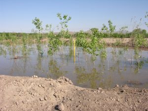 USIBWC first irrigation at well 1, June 2014