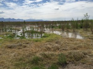 Irrigation, June 2015