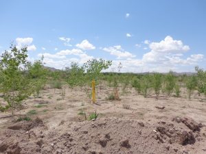 Well 2 and trees before second irrigation, July 2014