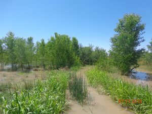 Near wasteway during irrigation, July 2018